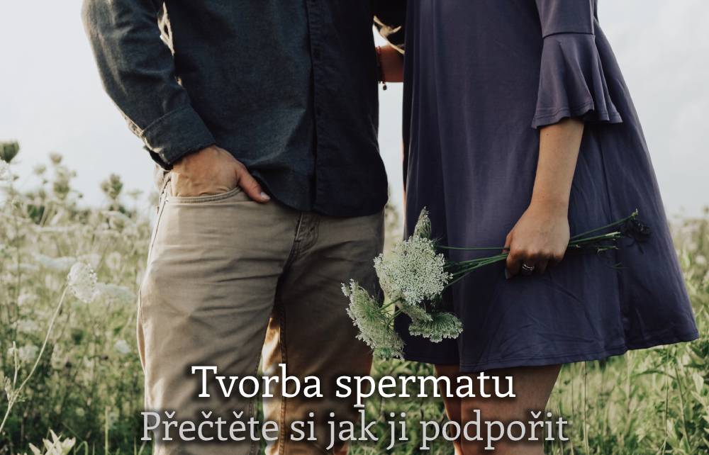 tvorba spermatu